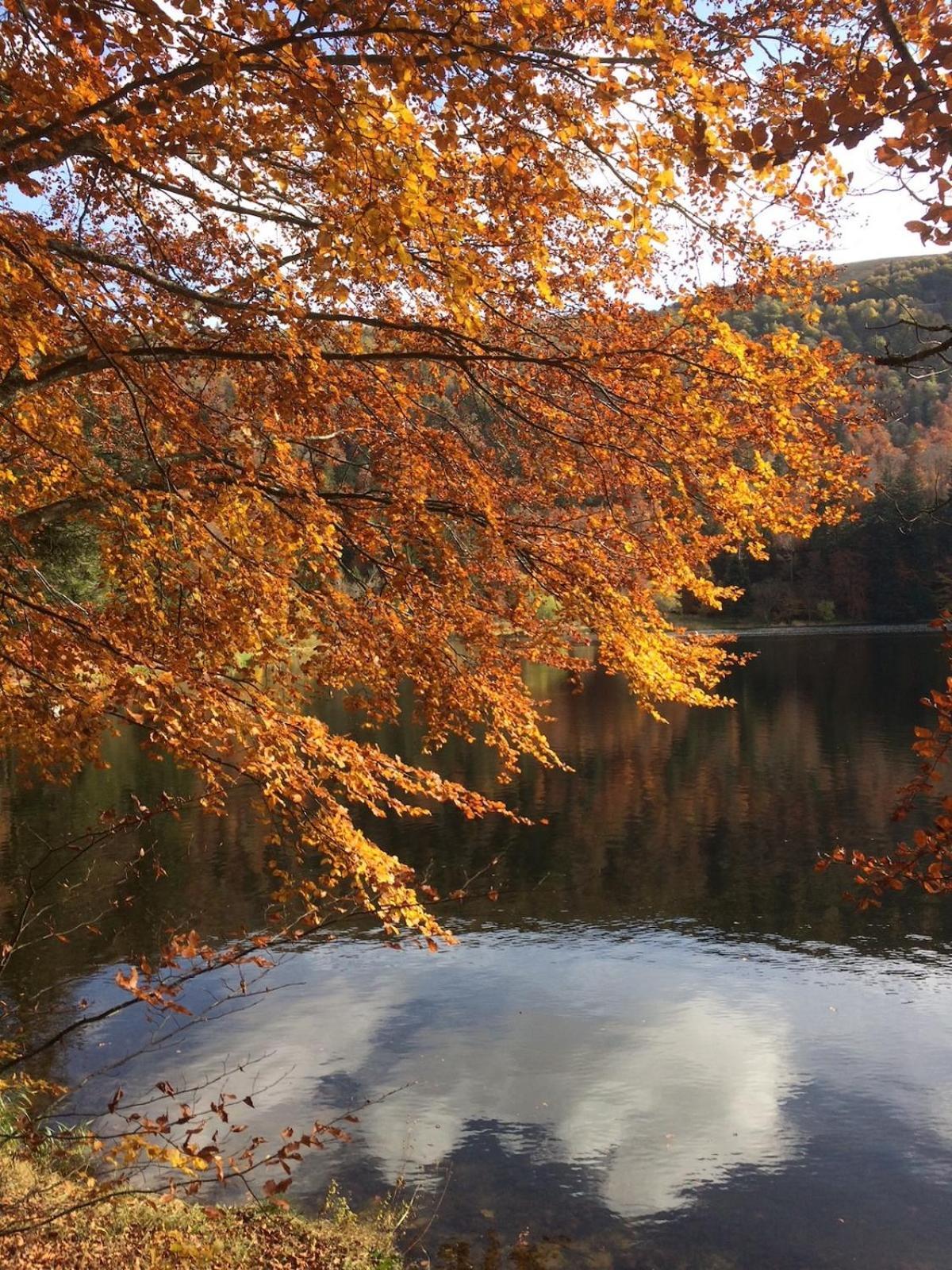 10 Pers Sauna & La Taniere Des Vosges Chalet La Bresse